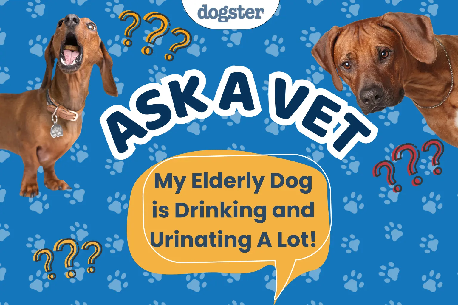 An Elderly Dog Drinking and Urinating Excessively: What It Could Mean and How to Respond