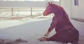 Elderly Horse Ends Decade of Solitude With New Companion