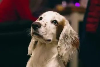 English Springer Spaniel Size Charts Reveal Growth Patterns by Age and Sex