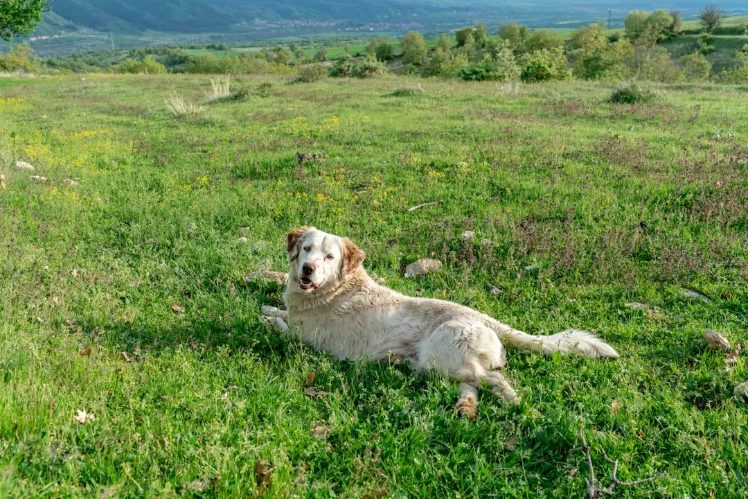 Enhancing Canine Well-being Through Sensory Enrichment Tools