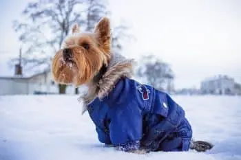 Essential Gear for Keeping Dogs Warm This Winter