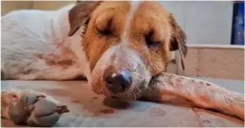 Exhausted Stray Dog Collapses Outside Local Convenience Store