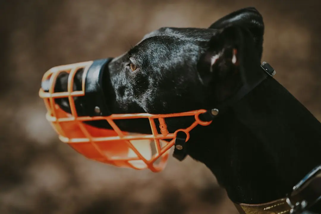 Keeping Your Canine Companion Warm This Winter