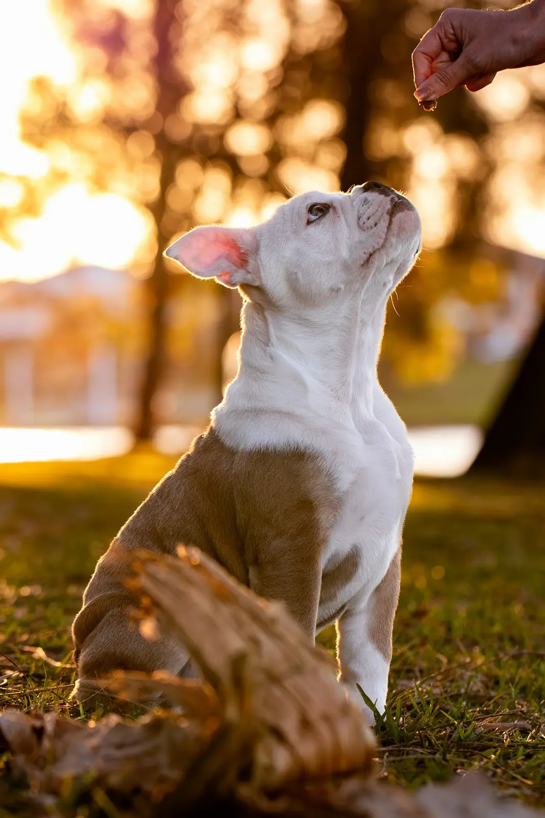 How to Train Two Puppies at Once Without Losing Your Mind