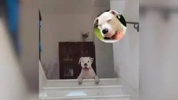 Family Adopts Deaf Shelter Dog And Discovers His Sweetest Habits