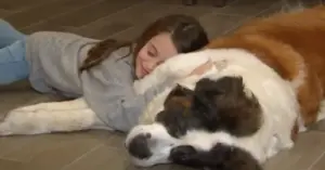 Family Adopts Terminally Ill St. Bernard After Her Human Passes Away