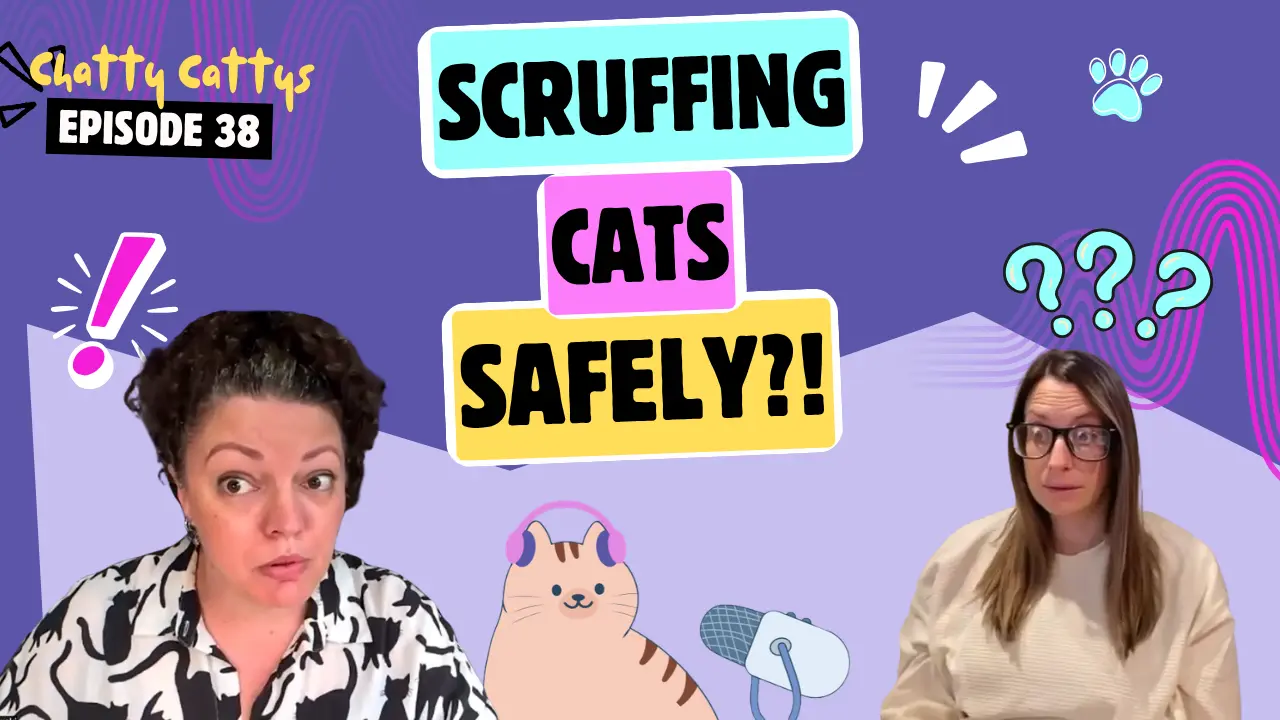 Decoding Feline Behavior and Safety in the Latest Podcast Episode