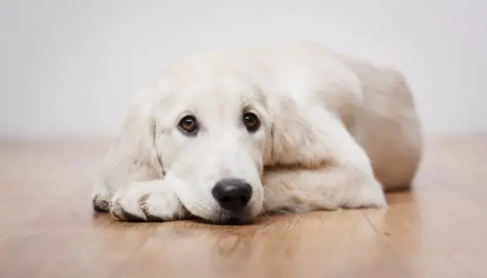 Finding the Perfect Contemporary Name for Your New Canine Companion