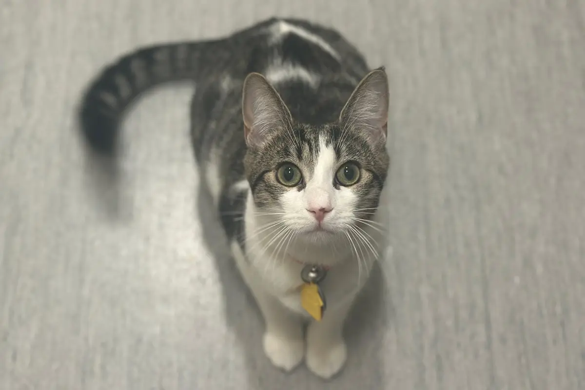 FIP Treatment Offers Hope for Infected Cats