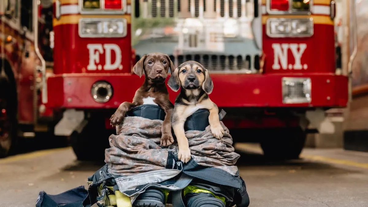 Firefighters Lend a Paw in Surprise Puppy Delivery