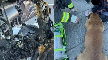 Firefighters Save Dog From Burning Car in Spokane Valley