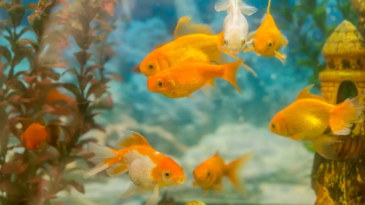 Five Essential Steps Before Buying an Aquarium