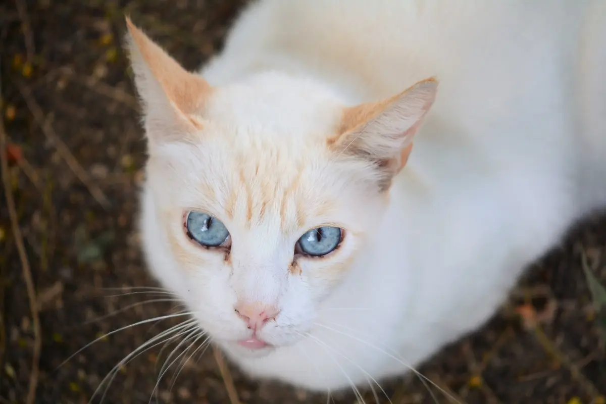 Ginger Ears, Ice-Blue Eyes: The Striking Flame Point Siamese Cat