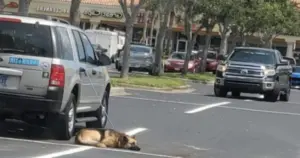 Florida Dog Owner Leaves Pet Tied to Vehicle Handle in Danger