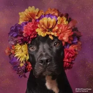Flower Power Helps Abandoned Pit Bulls Find Loving Homes