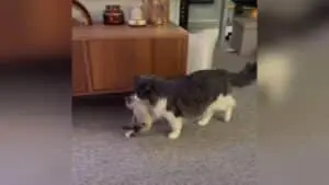 Fluffy Cat Maurice Guides Foster Kittens Through New Home