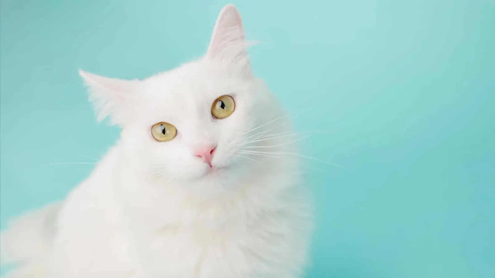 Fluffy Cats That Steal Hearts: 13 Breeds with Big Personalities