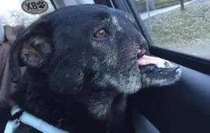 Former Guard Dog With Missing Nose Finds A Foster Family Who Showers Him With Love