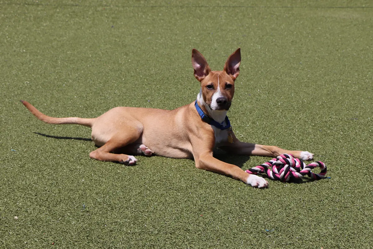 Foster Care Offers Critical Second Chance for Vulnerable Animals