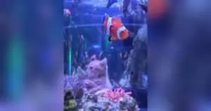 Foster Kittens Take a Field Trip to the Aquarium and Can’t Believe Their Eyes