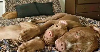 Foster Mom Instantly Bonds With Injured Puppy During First Meeting