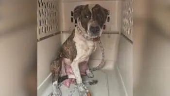 Frantic Mother Dog Reunites With Lost Puppies After Hours Apart