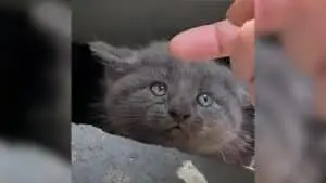 From Hissing to Purring: The Transformation of a Rescued Kitten Named Church