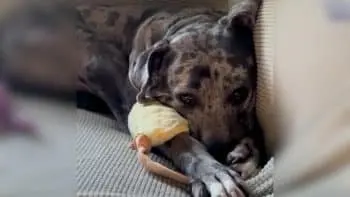 From Hoarding Box to Home: The Slow Healing of Sprinkles