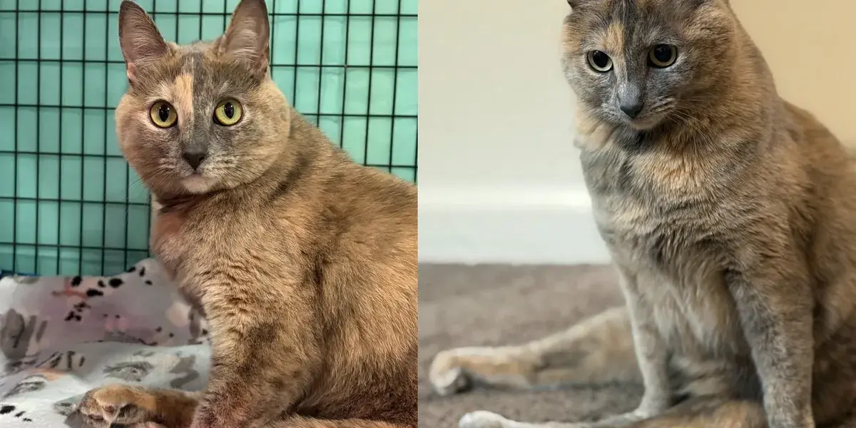 From Guarded Survivor to Fearless Queen: The Inspiring Transformation of Sage