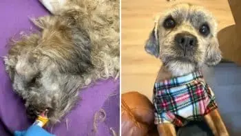 Rocky the Dog: From Trash Bag to Full Recovery