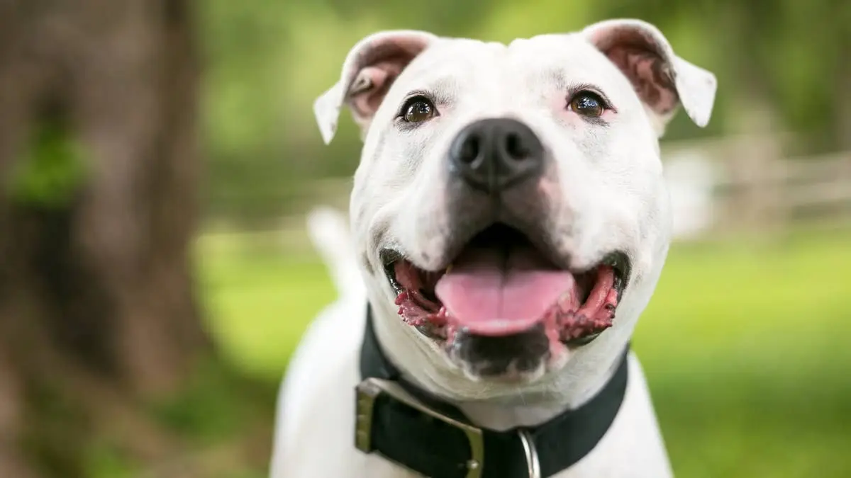 A Georgia Shelter Dog Waited 300 Days for a Home and His New Dad Showed Up With a Thoughtful Gift