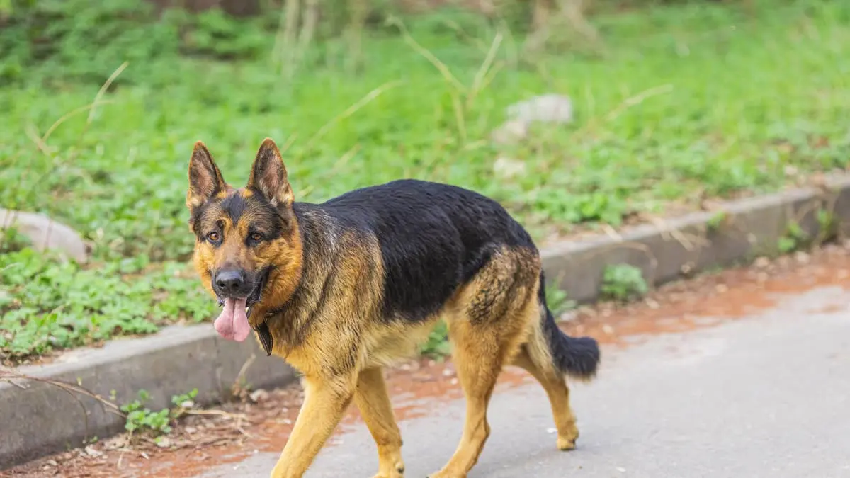 Lost Dog Walks Himself to Florida Police Station for Help