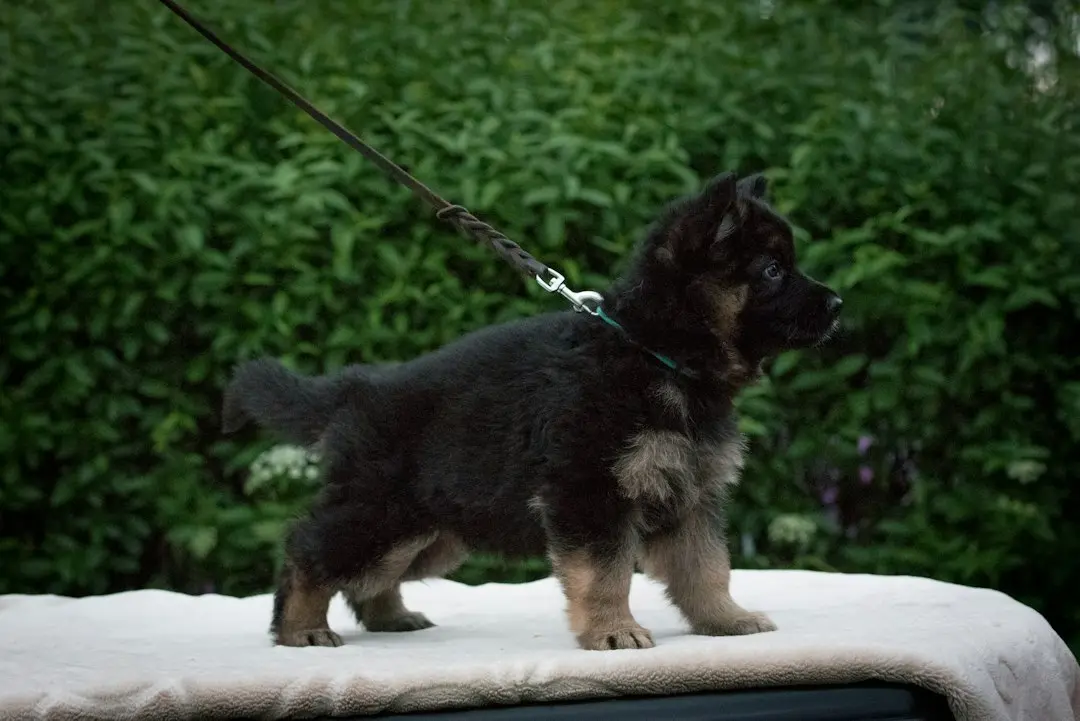 German Shepherd Becomes Dedicated Assistant for Home Improvement Project