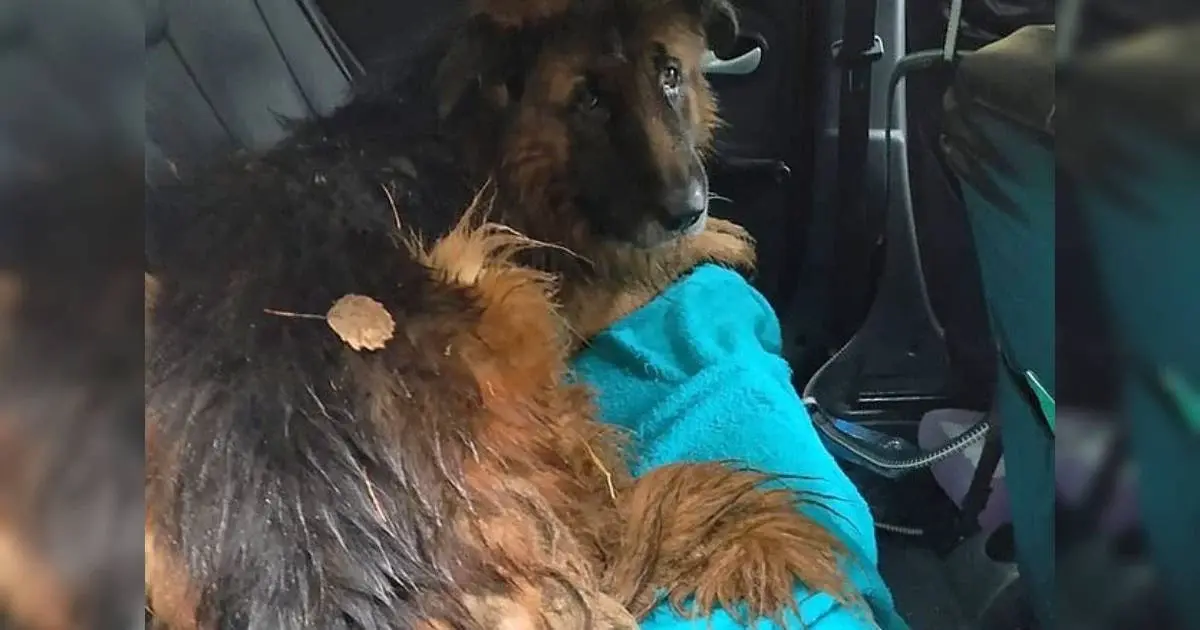 German Shepherd Survives After Being Buried Alive in Russia