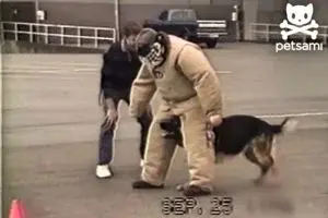 German Shepherd Turns Police Training Into Comedy Show With Playful Antics