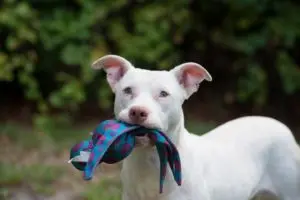 Ghost, the Deaf Pup Who Became a Police K9