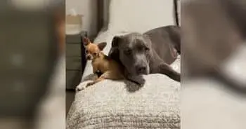 Giant Pit Bull Finds Comfort in Tiny Chihuahua Companion
