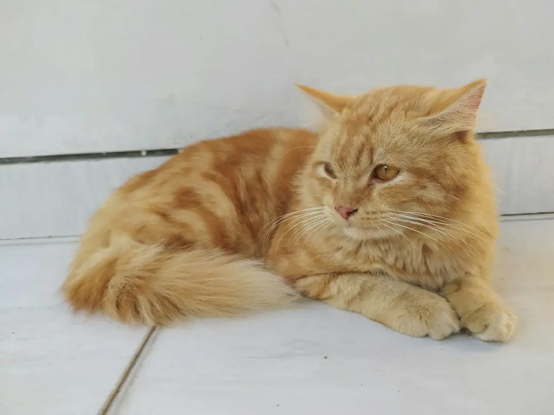 A Playful Goldador Puppy and His Stoic Feline Sister Celebrate Halloween