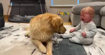 Golden Retriever Apologizes After Making Baby Cry
