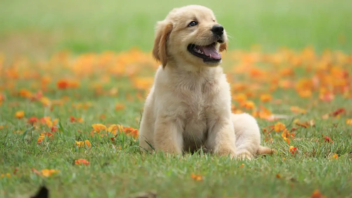 Golden Retriever Wins Hearts with Adorable „Puppy‑Dog” Eyes