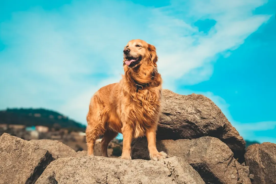 Golden Retriever Finds Comfort in First Stuffed Toy
