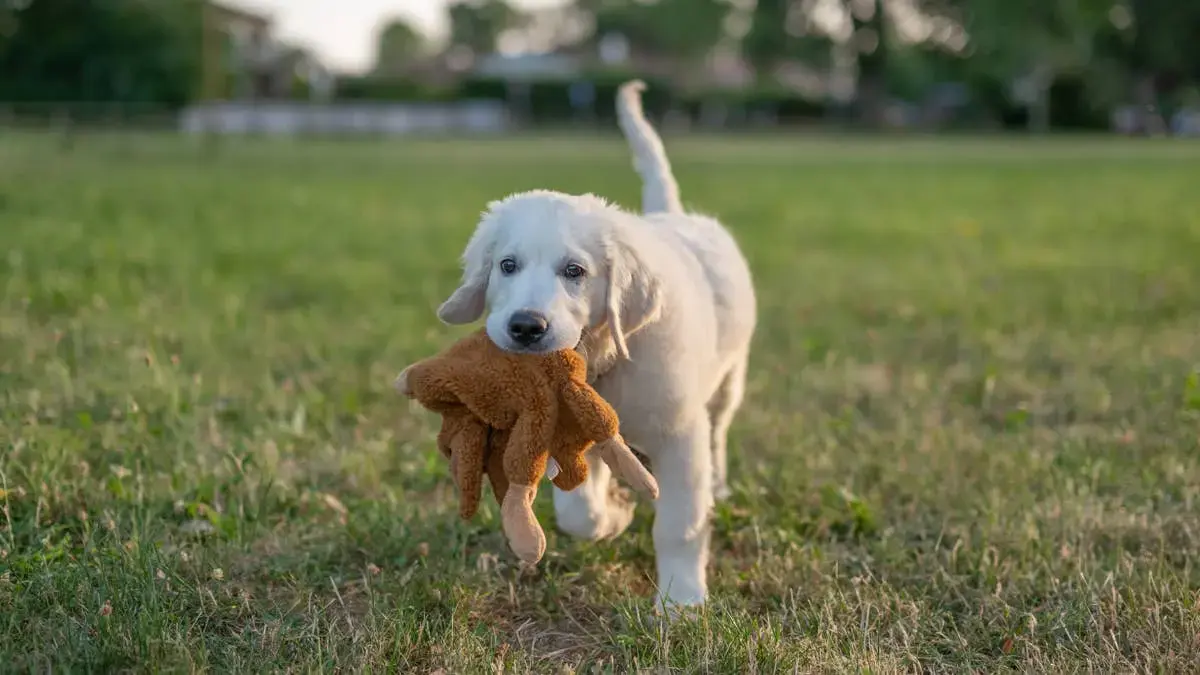 Golden Retriever Finds Comfort in Unexpected Vet Companion