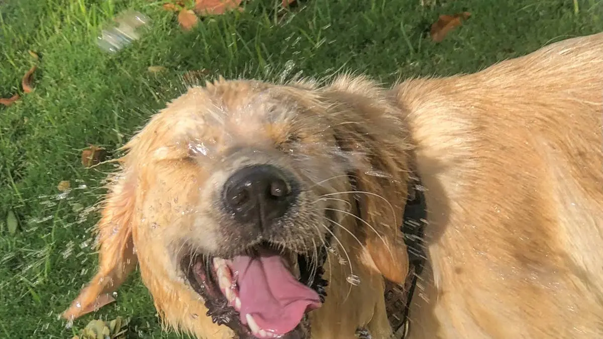 Golden Retriever Goose Makes Headlines at Chicago Pet Blessing