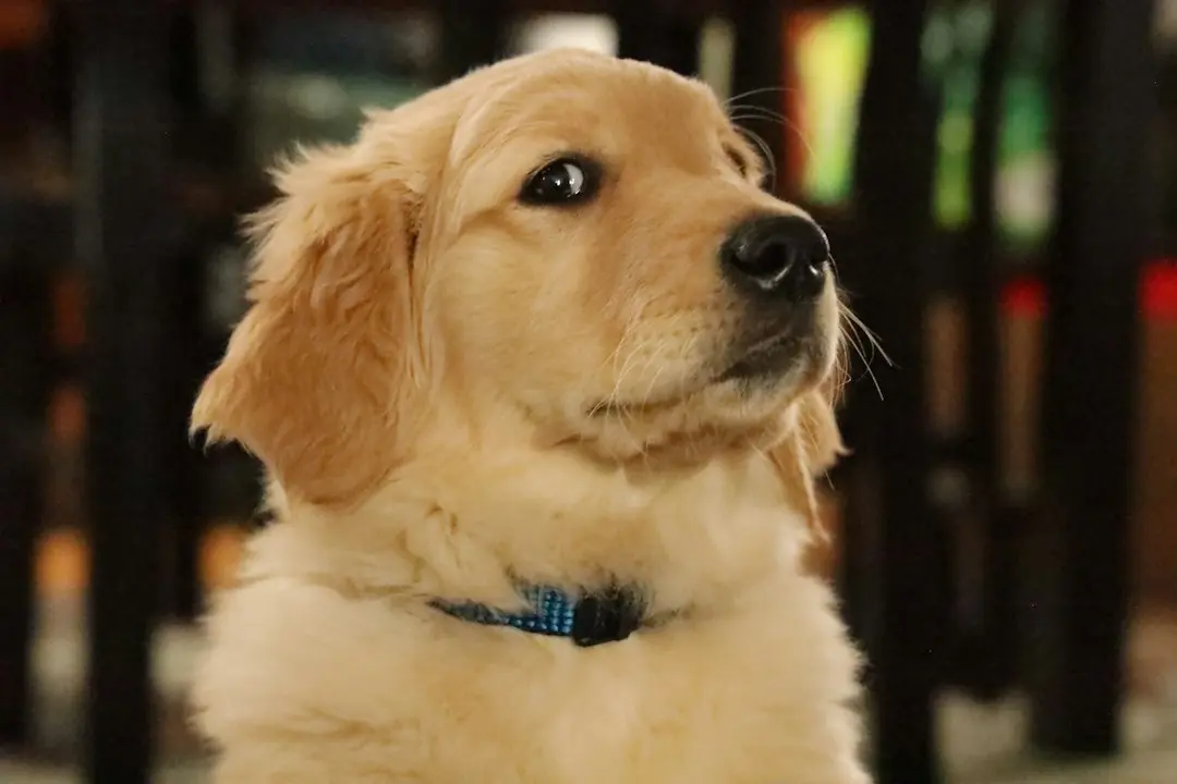 A Golden Retriever and a Tiny Kitten Form an Unlikely Bond
