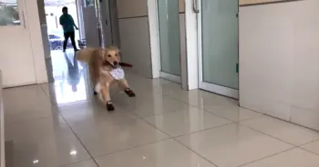 Golden Retriever Finds Joy at the Vet