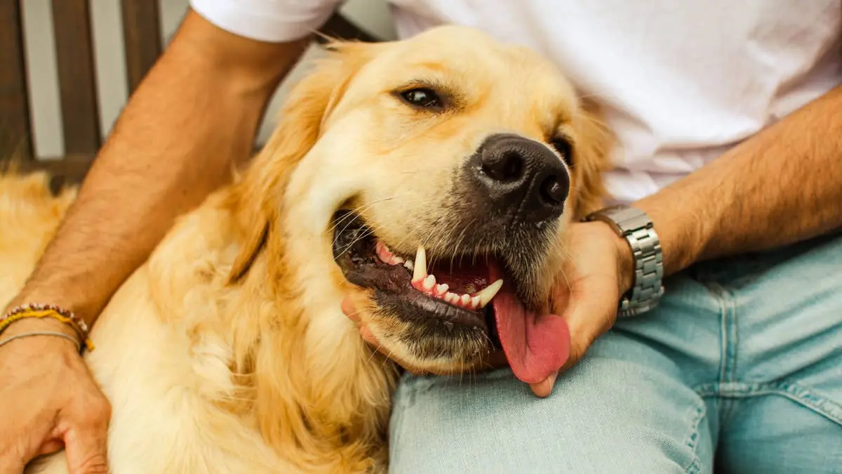 Golden Retriever Refuses to Let Mom Clock Out of the Pet Sweatshop