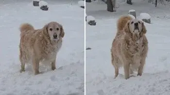 Golden Retriever Meadow Embraces Montana's Early Snowfall