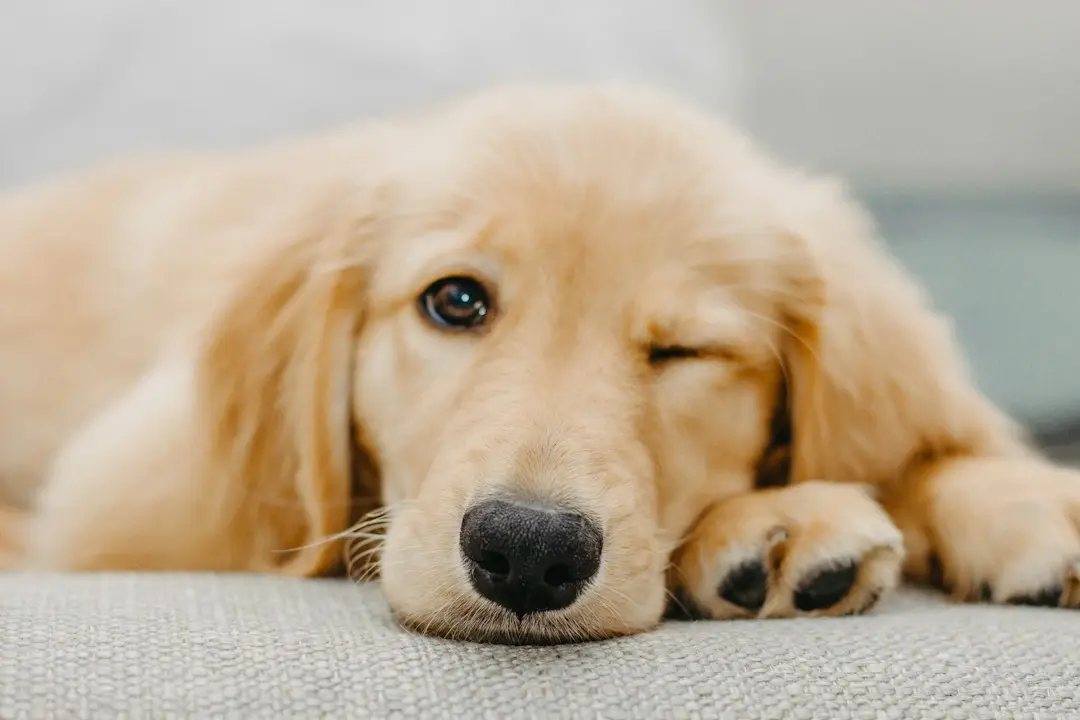 Golden Retriever Rolls His Eyes From the Bed, Like Being Adored Is Such an Exhausting Job