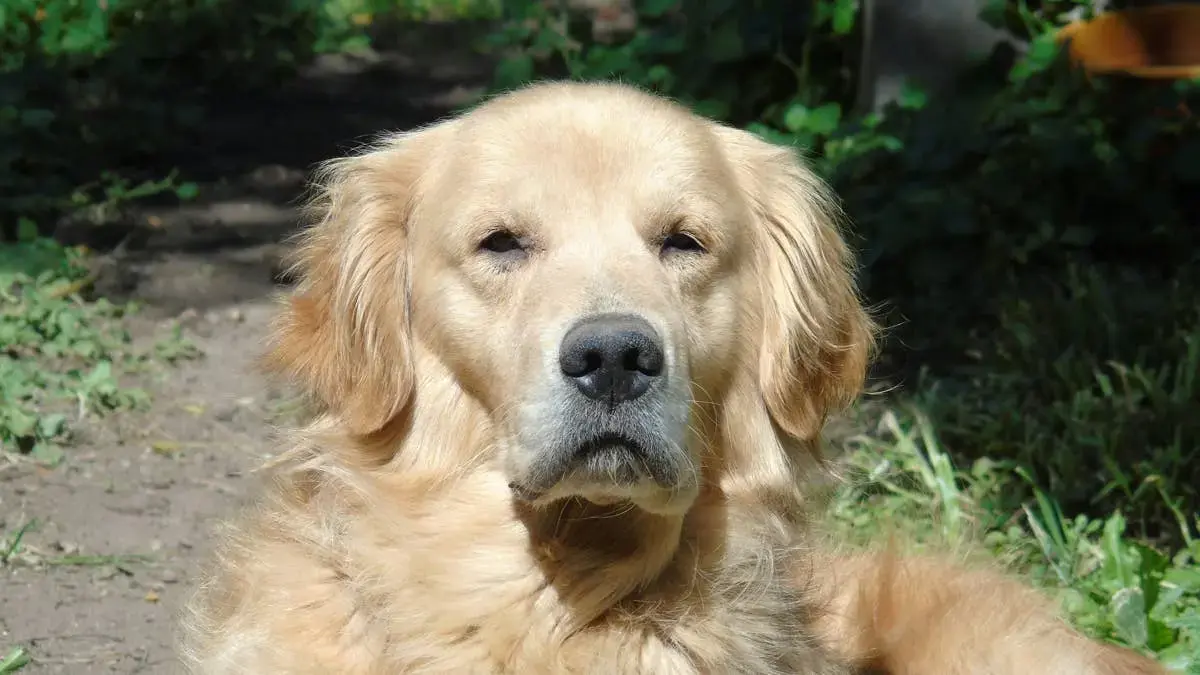 Golden Retriever Proves to Be Patient Big Brother to New Shih-Tzu Puppy