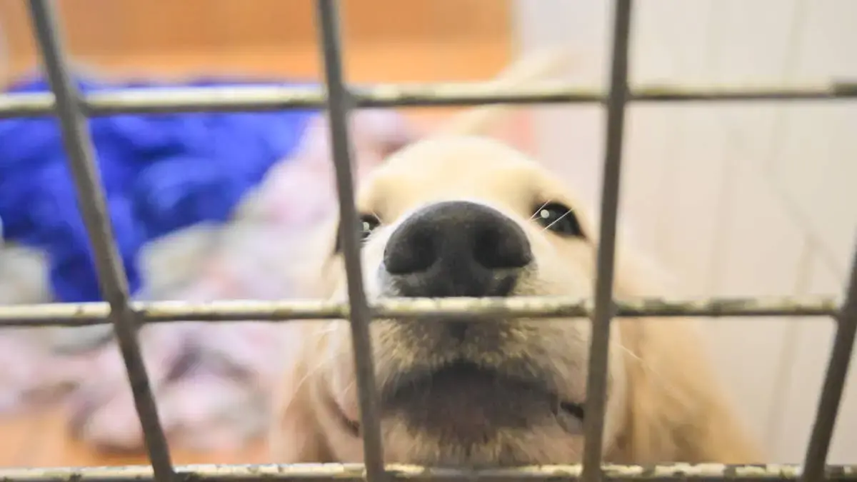 Golden Retriever Puppy Challenges Baby Gate in Hilarious TikTok
